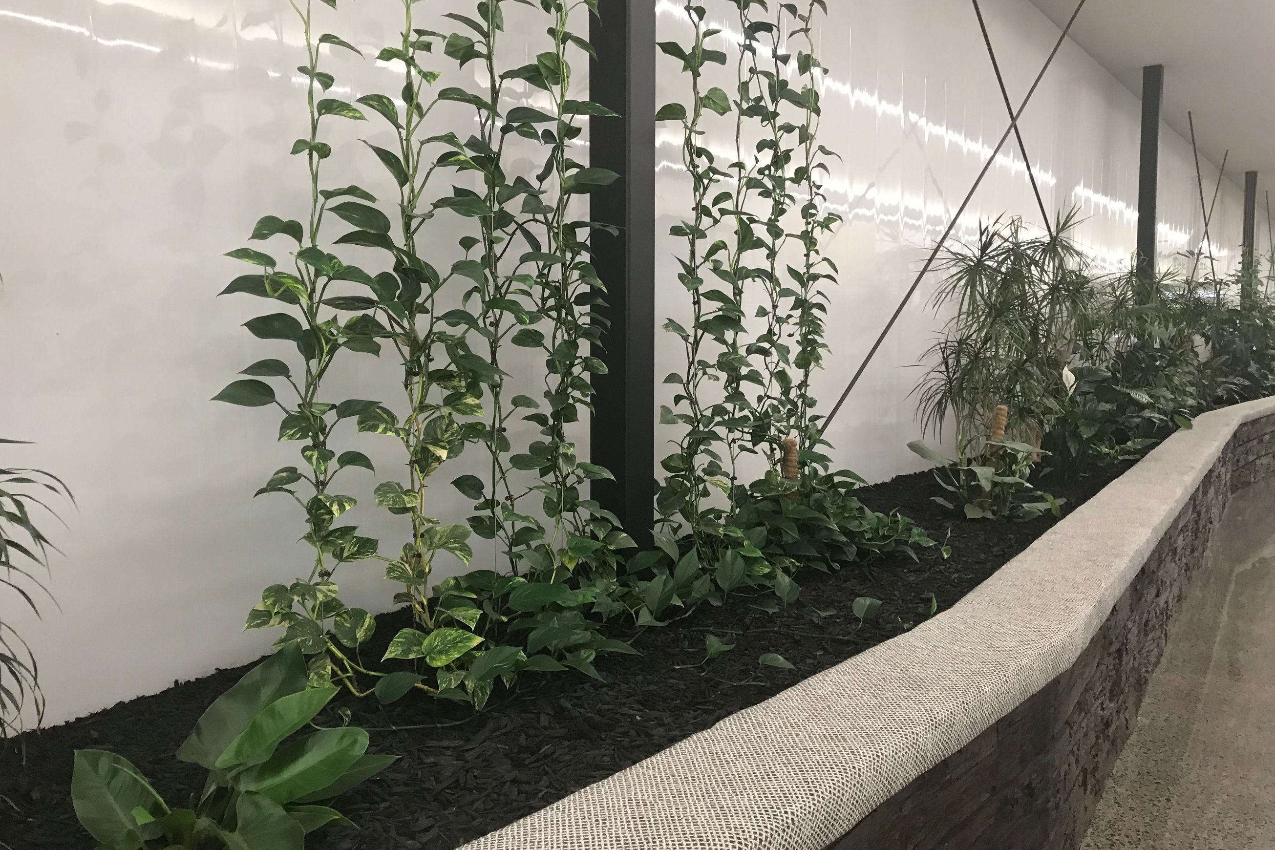 Plant Installations On Wires | Hire Plants