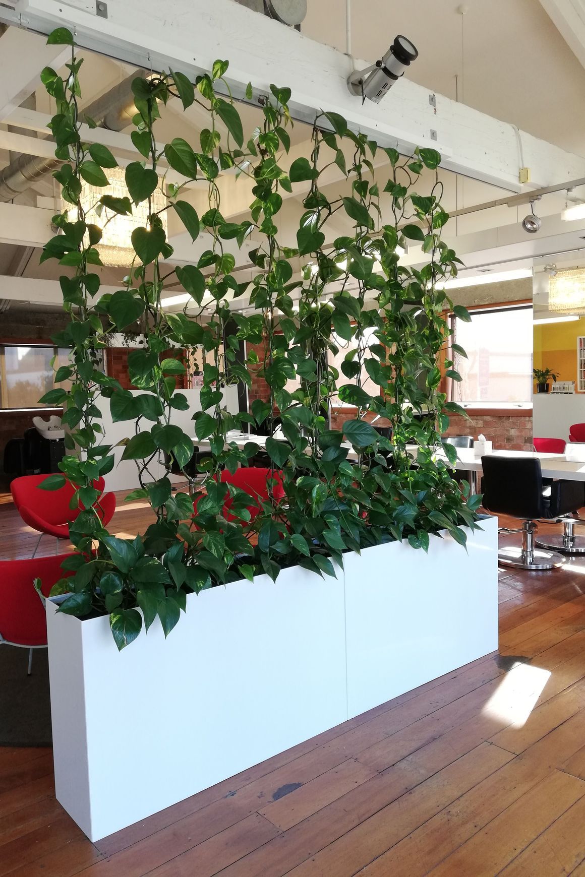 Plant Installations On Wires | Hire Plants