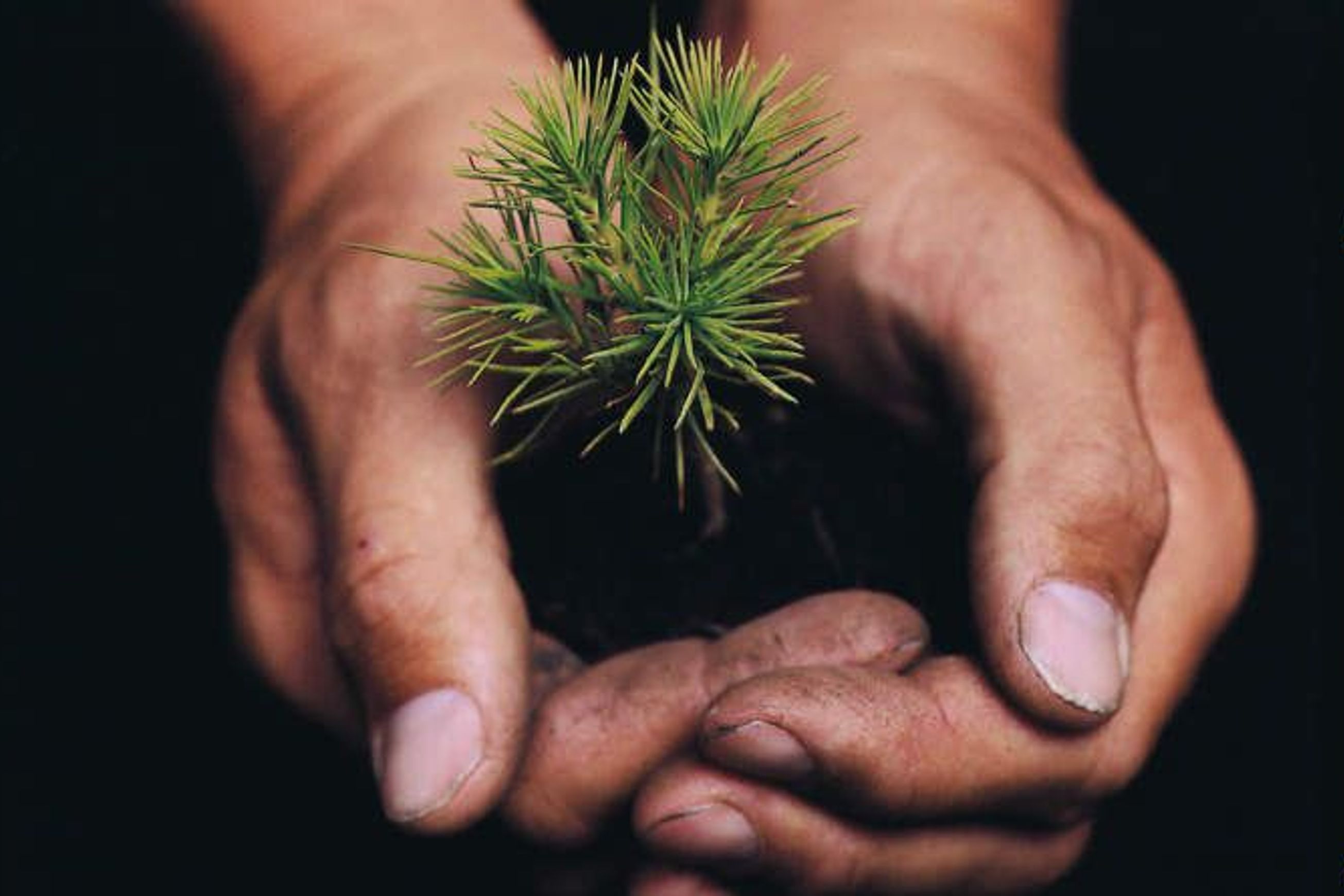 Forestry | Premium Wood Solutions