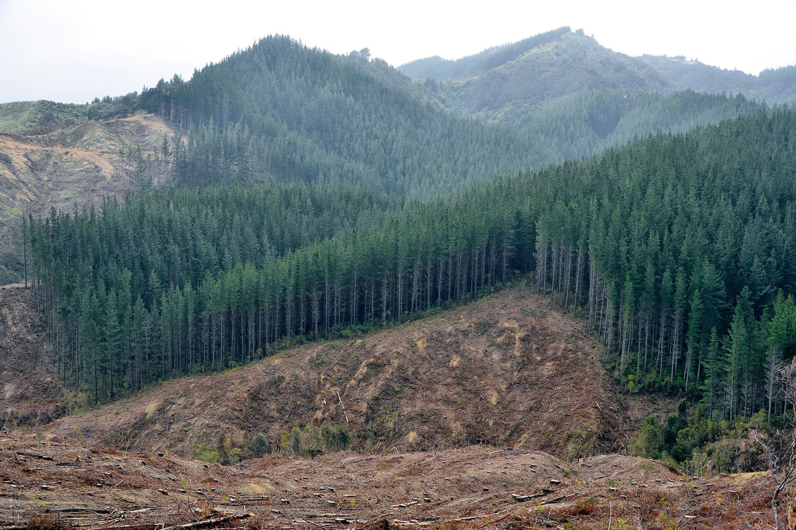 Forestry | Premium Wood Solutions