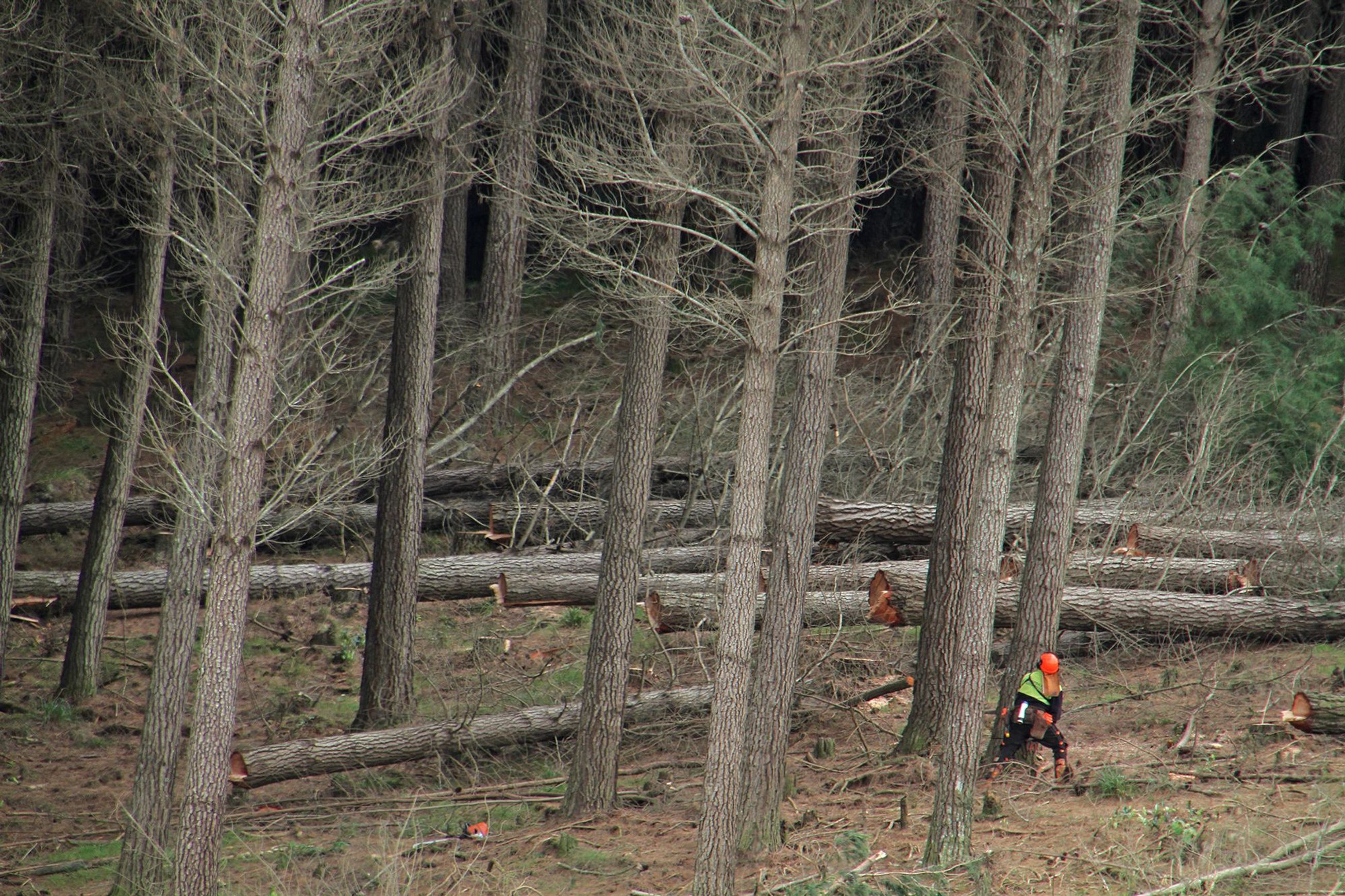Forestry | Premium Wood Solutions