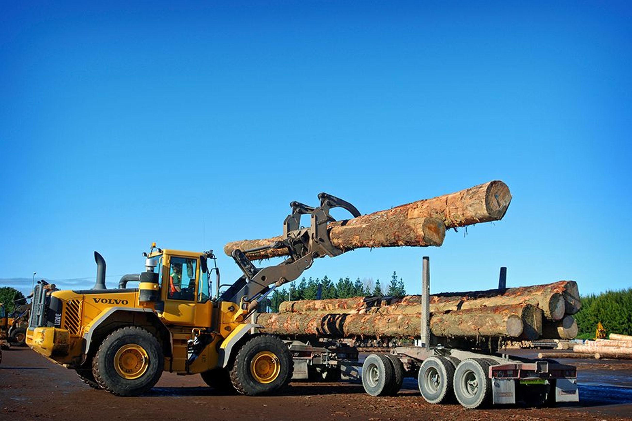 Forestry | Premium Wood Solutions