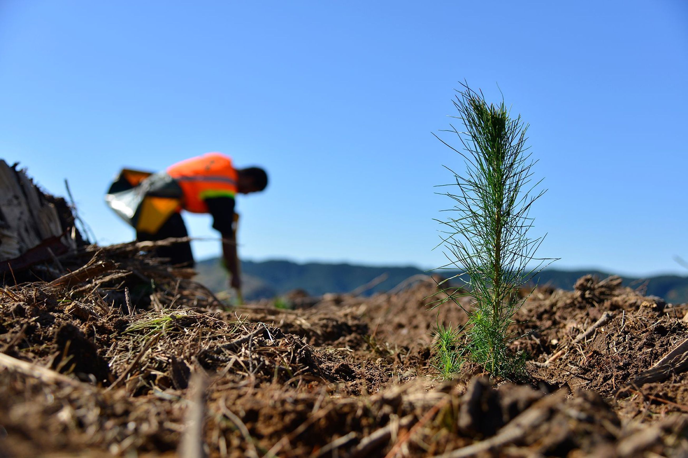 Forestry | Premium Wood Solutions