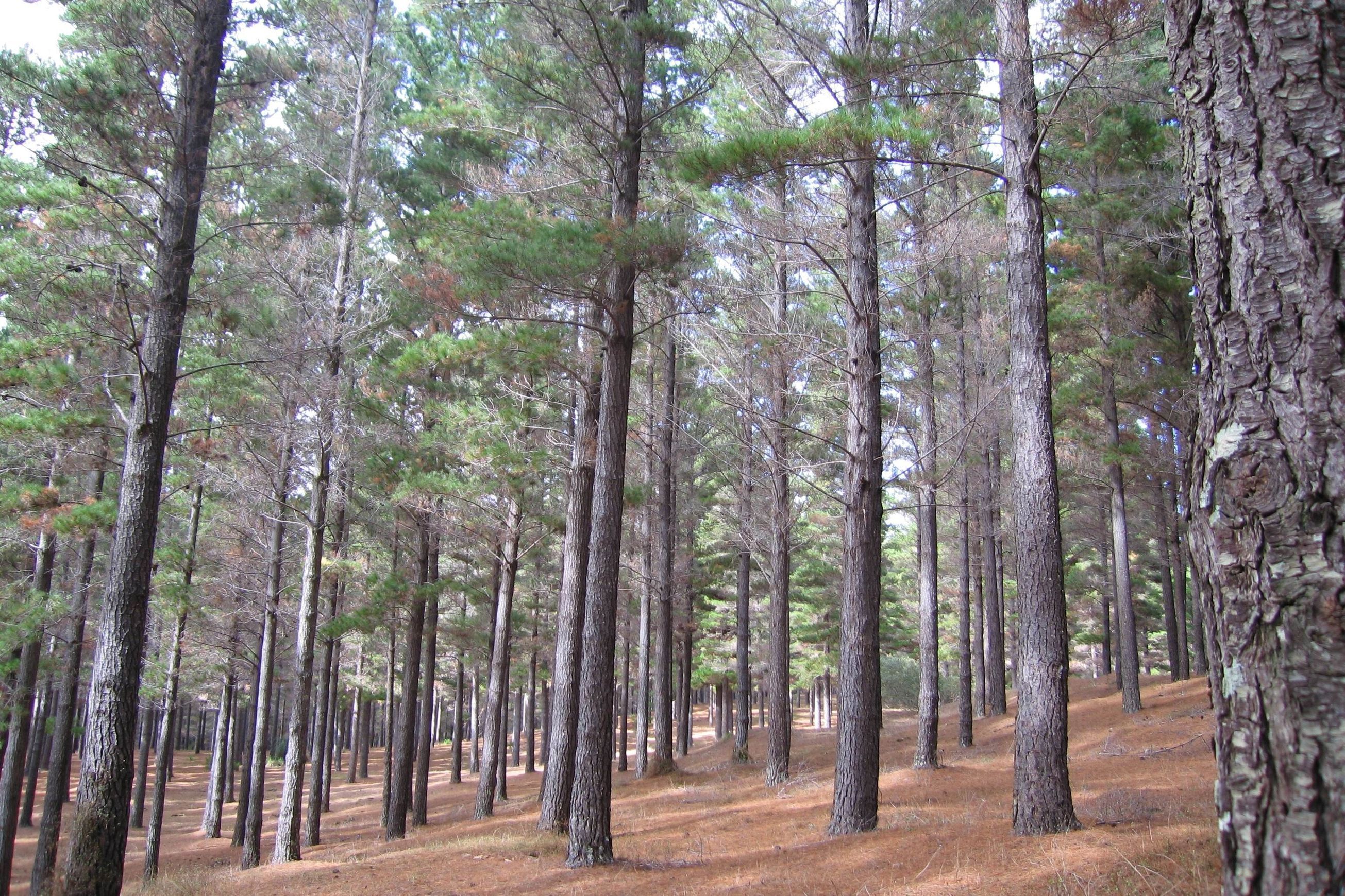 Forestry | Premium Wood Solutions