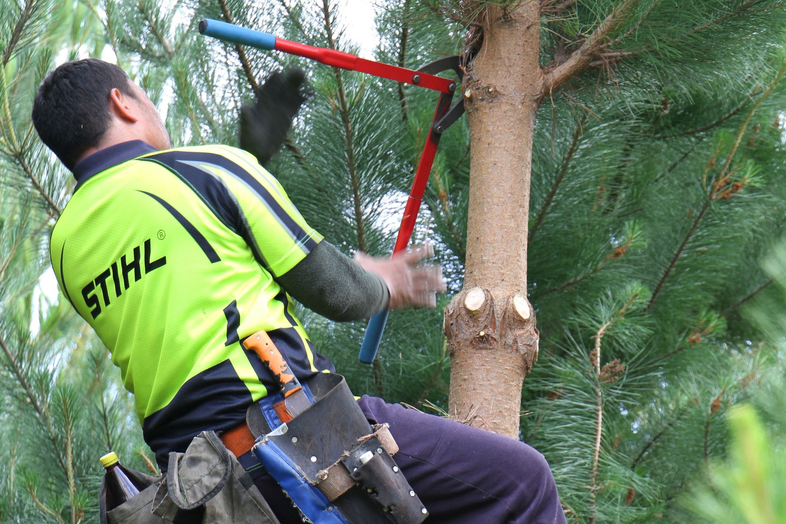 Forestry | Premium Wood Solutions