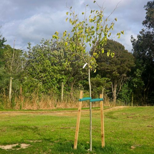 Hardwood Stakes 40mm