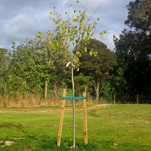 Elastic Tree Tie Webbing