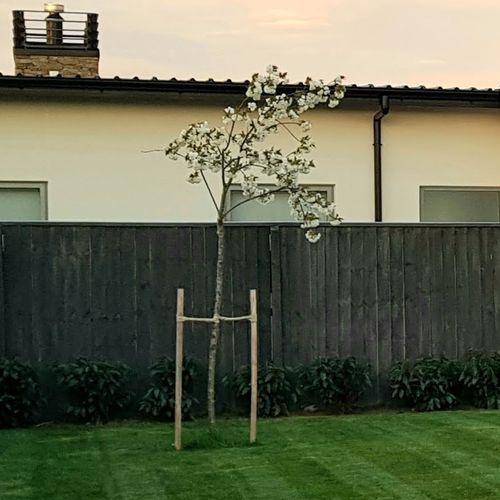 Hardwood Stakes 40mm