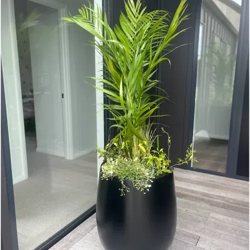 Bianca Palm Pot