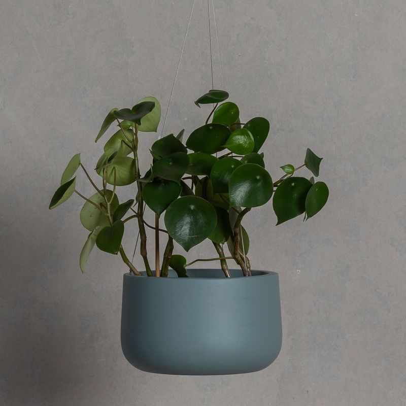 Hibernate 87 Degrees U Jar Non Hanging - Sage