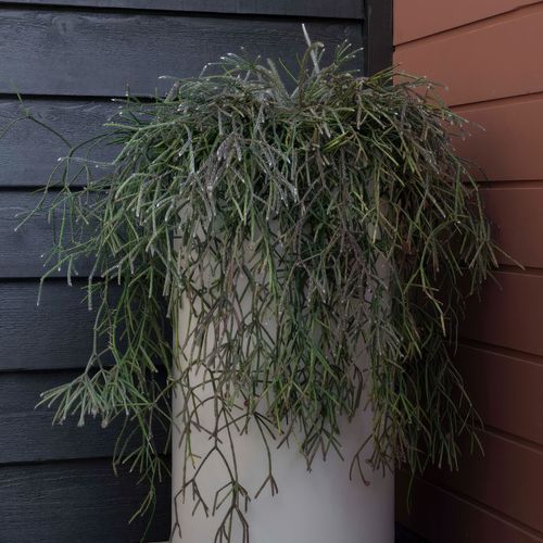 Hibernate 90 Degrees Tall - Clay