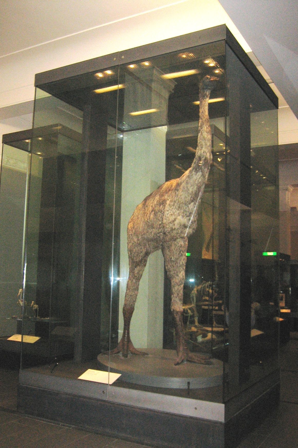 Glass Display Cases