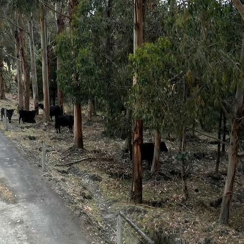 Plantation Oak Timber