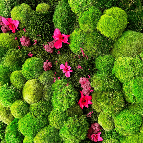 Moss Wall Art - Orchids