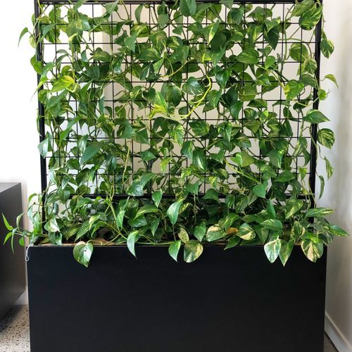 McGreals Indoor Plant Walls