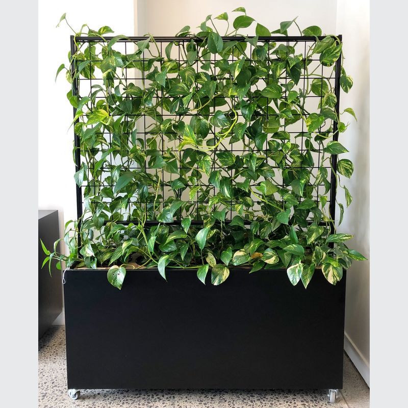 McGreals Indoor Plant Walls