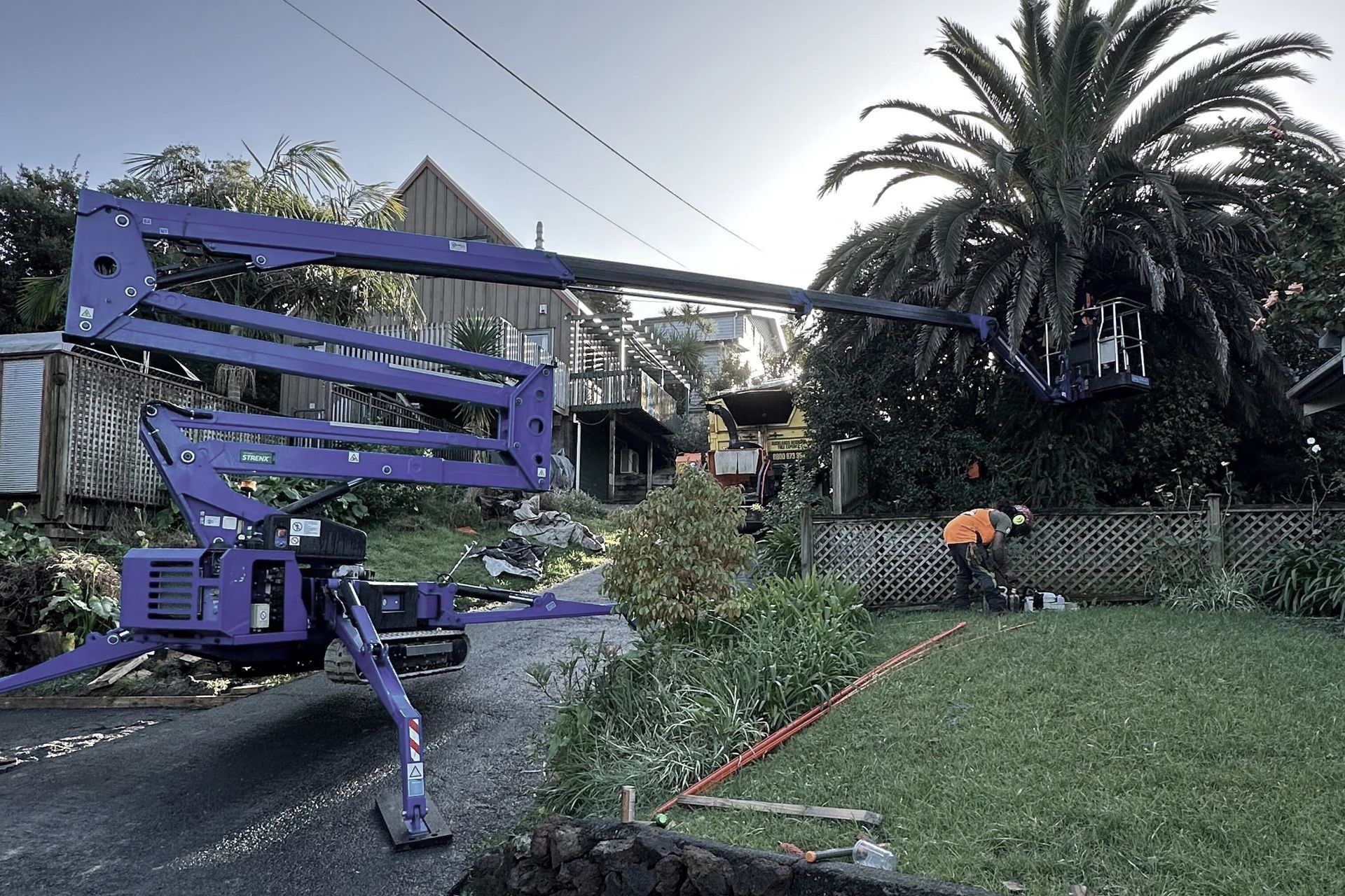 Supporting Image 1 for Tree King