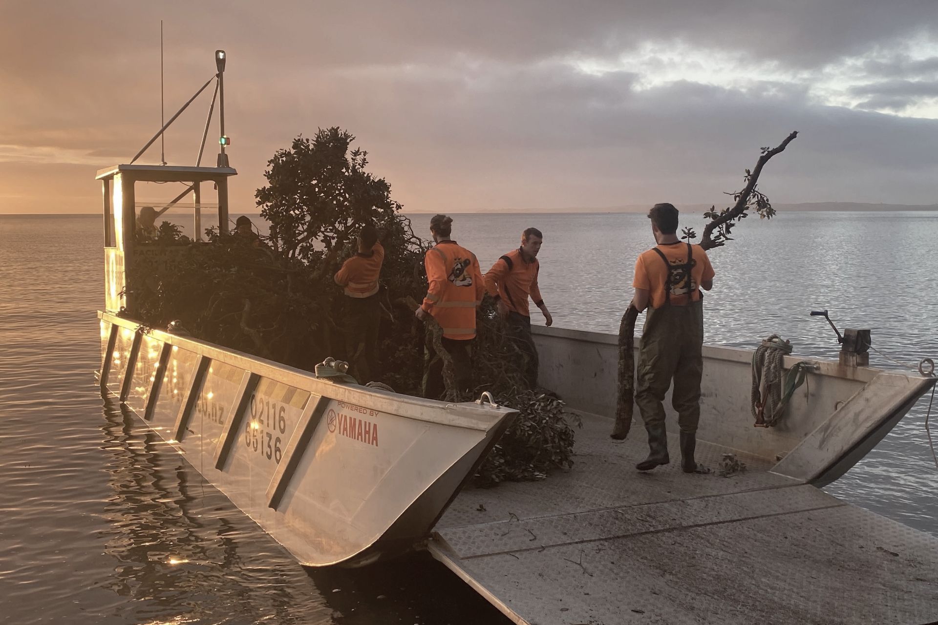 Supporting Image 4 for Tree King