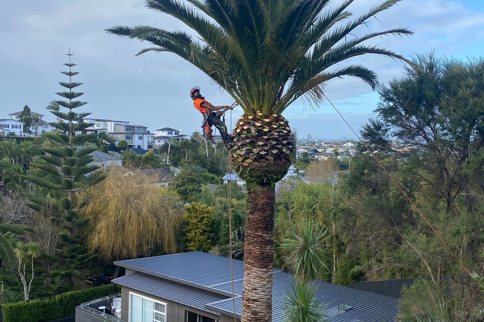 Supporting Image 5 for Tree King