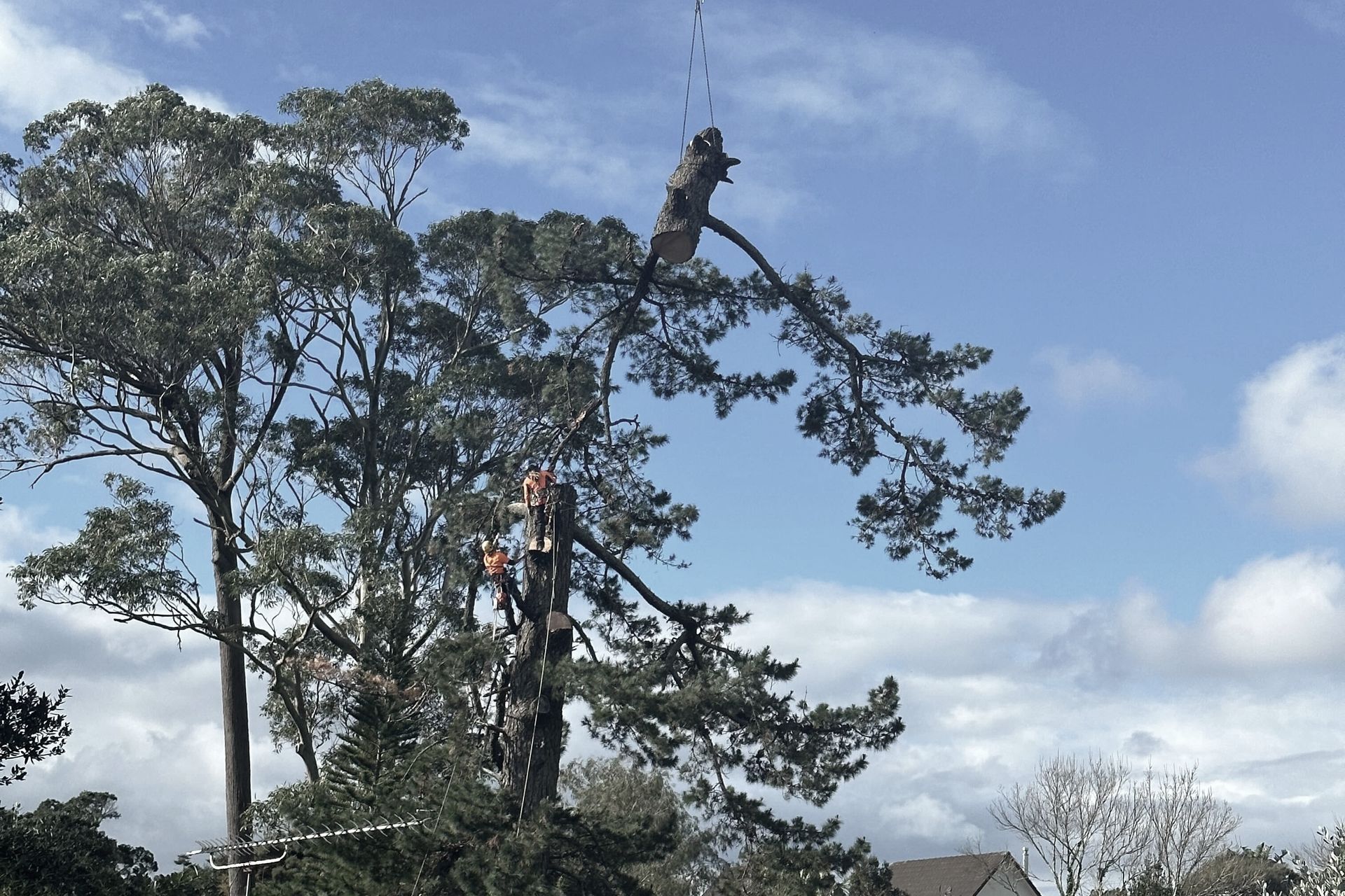 Supporting Image 3 for Tree King