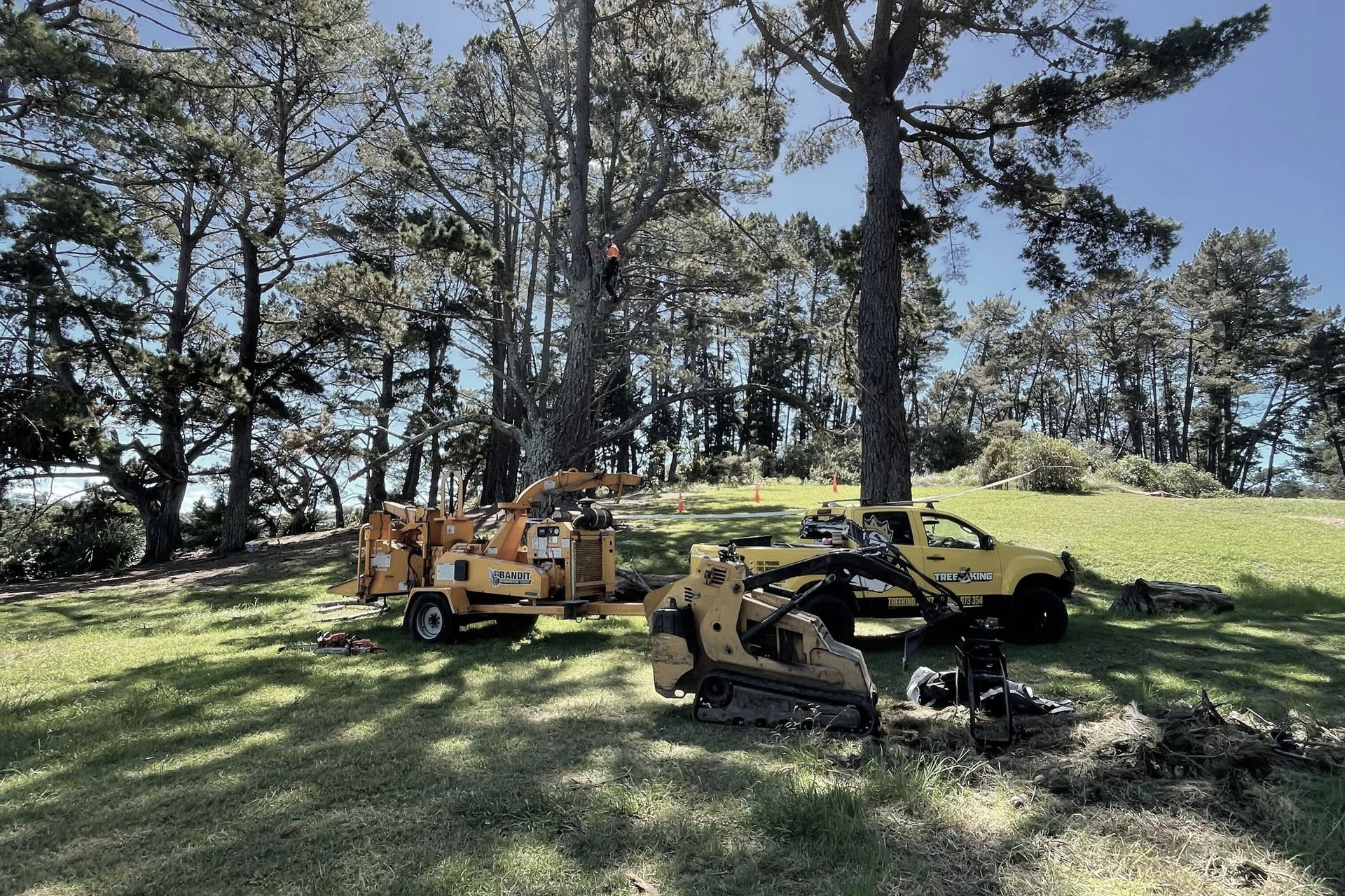 Supporting Image 2 for Tree King