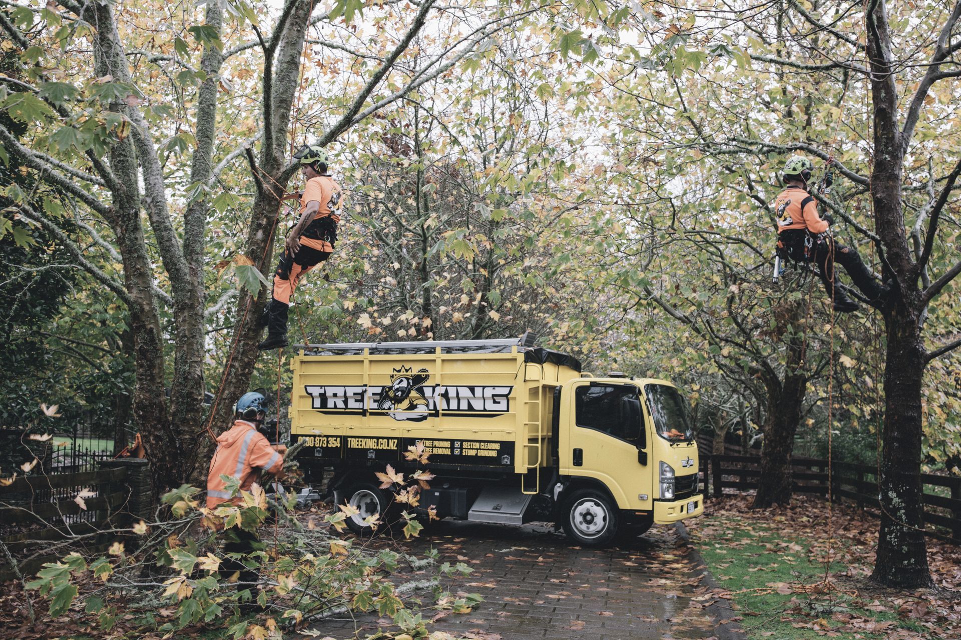 Hero Banner for Tree King