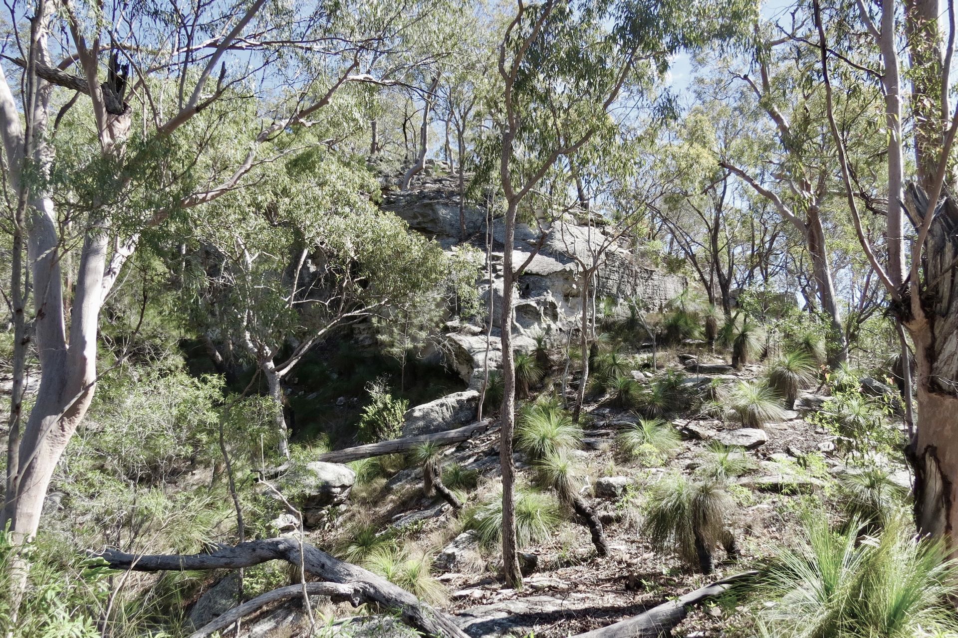 Supporting Image 2 for Responsible Wood