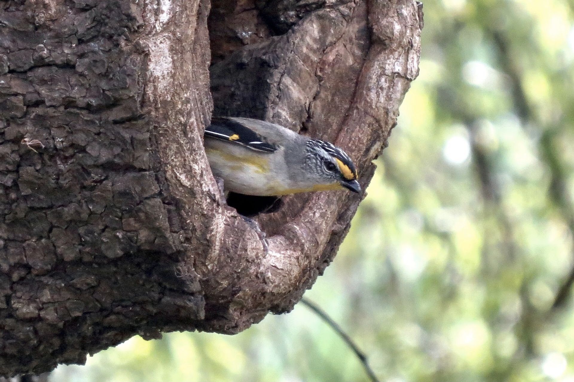 Hero Banner for Responsible Wood