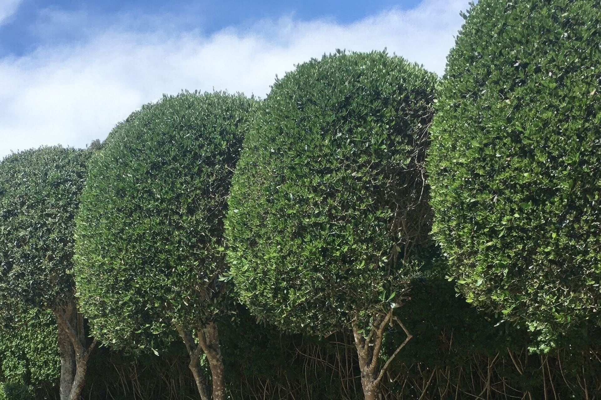 Supporting Image 1 for Symmetry Landscaping