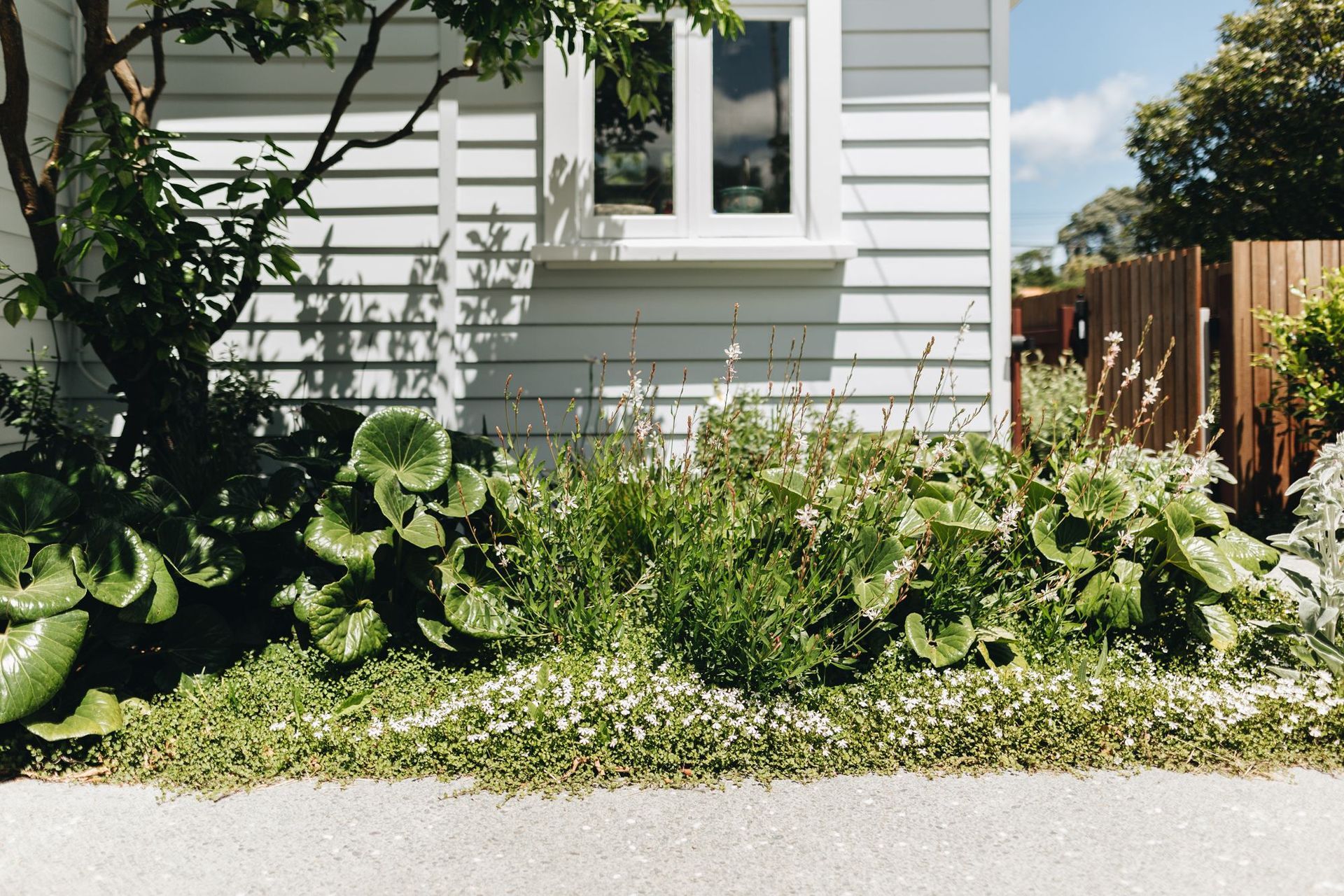 Supporting Image 1 for Noble Fox