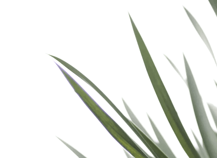 Bare Roots Design Studio