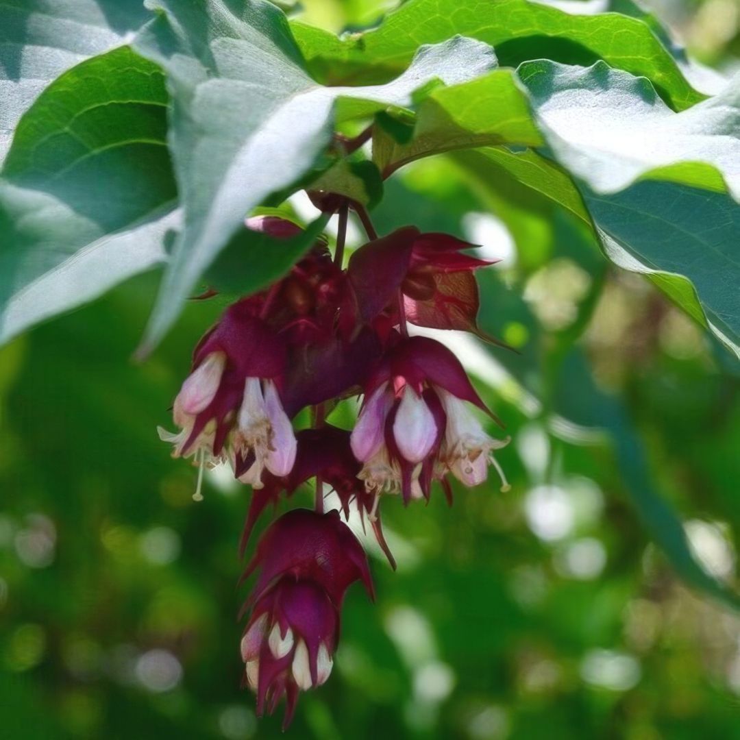 Symmetry Landscaping