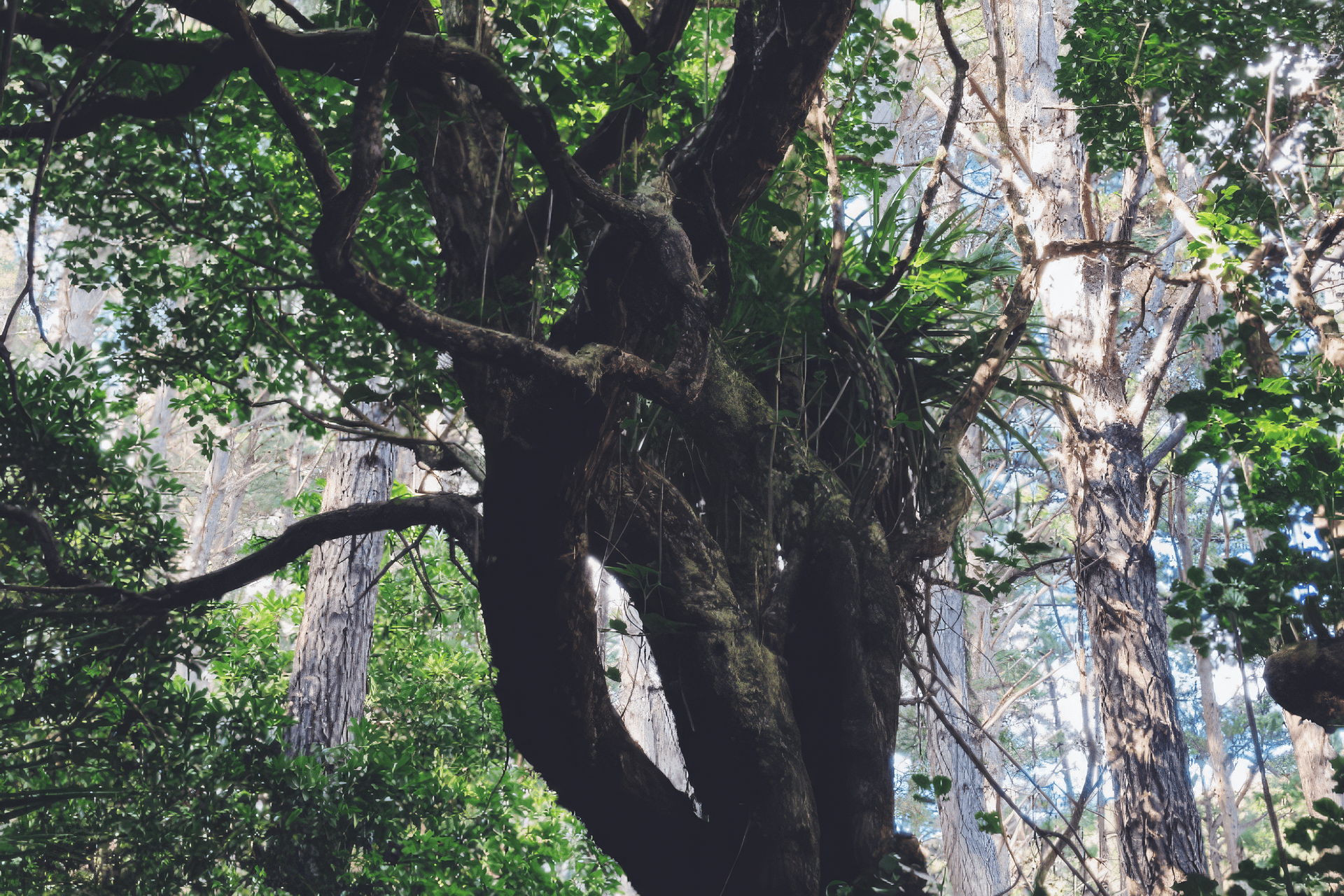 Supporting Image 4 for Rongoa Landscapes