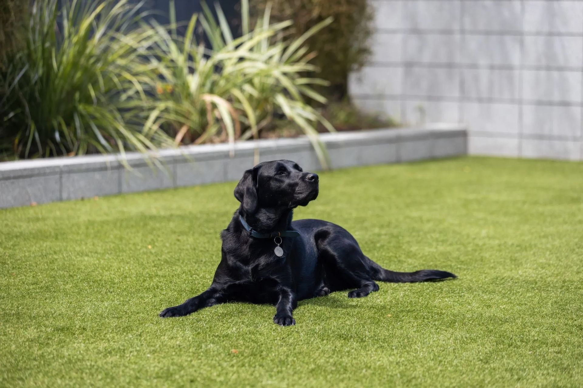 Supporting Image 3 for Eco Lawn