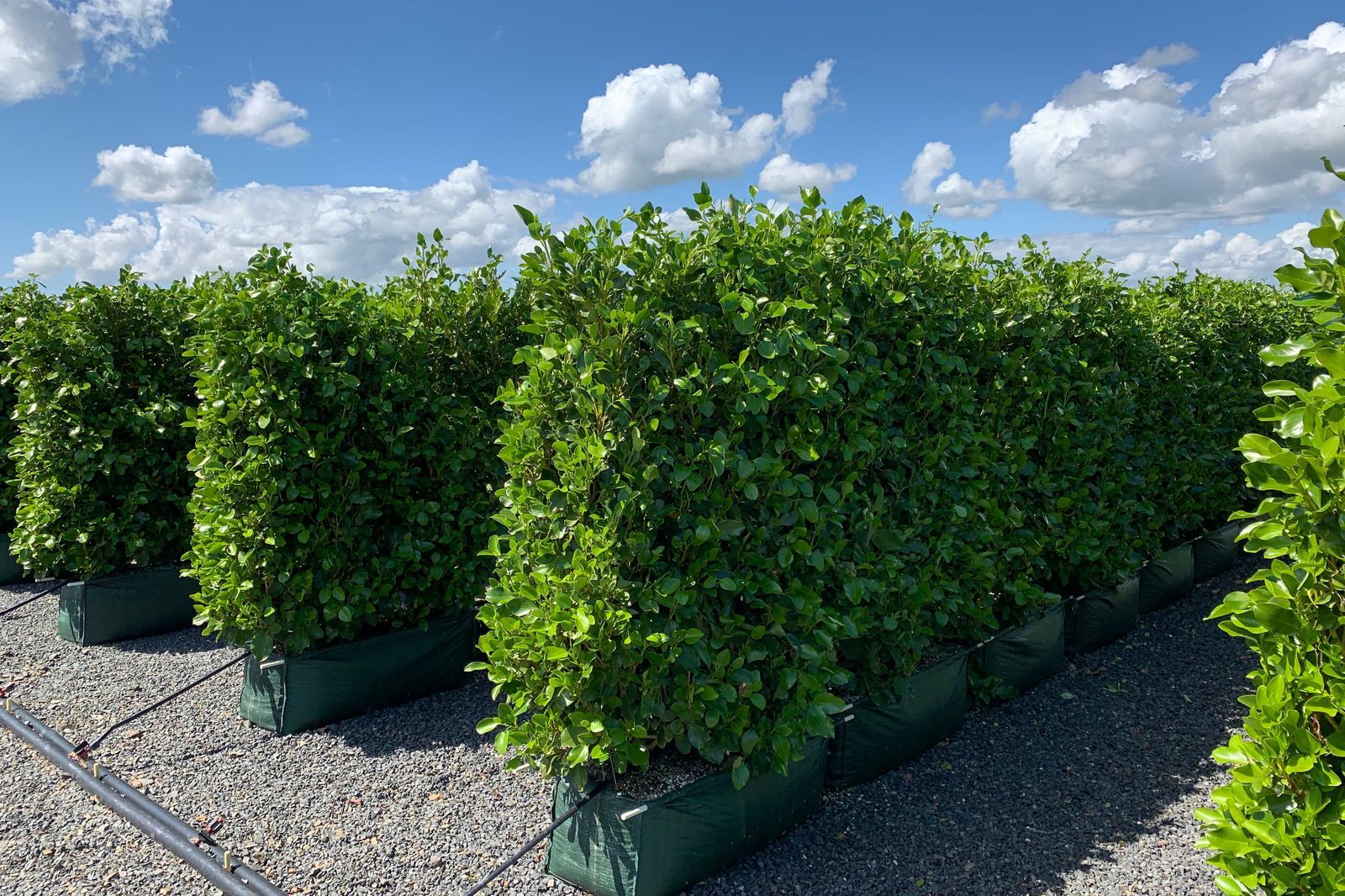 Twining Valley Nurseries