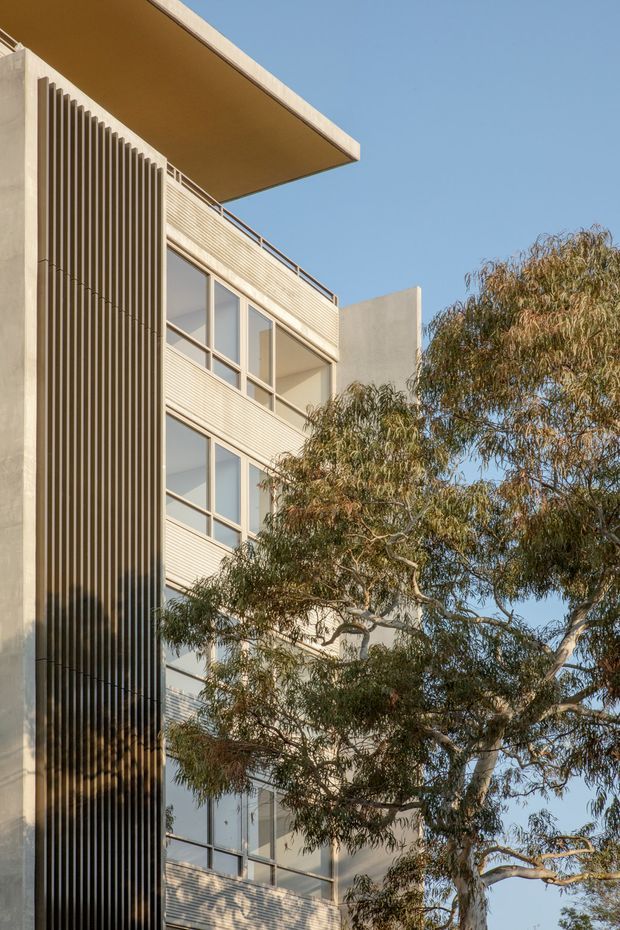 Vertical exterior view of a contemporary multi-storey building, showing pale textured facade panels, expansive windows, a projecting flat roof canopy, and a tall vertical slatted screen. Mature eucalyptus branches partially obscure the lower facade against a clear blue sky.