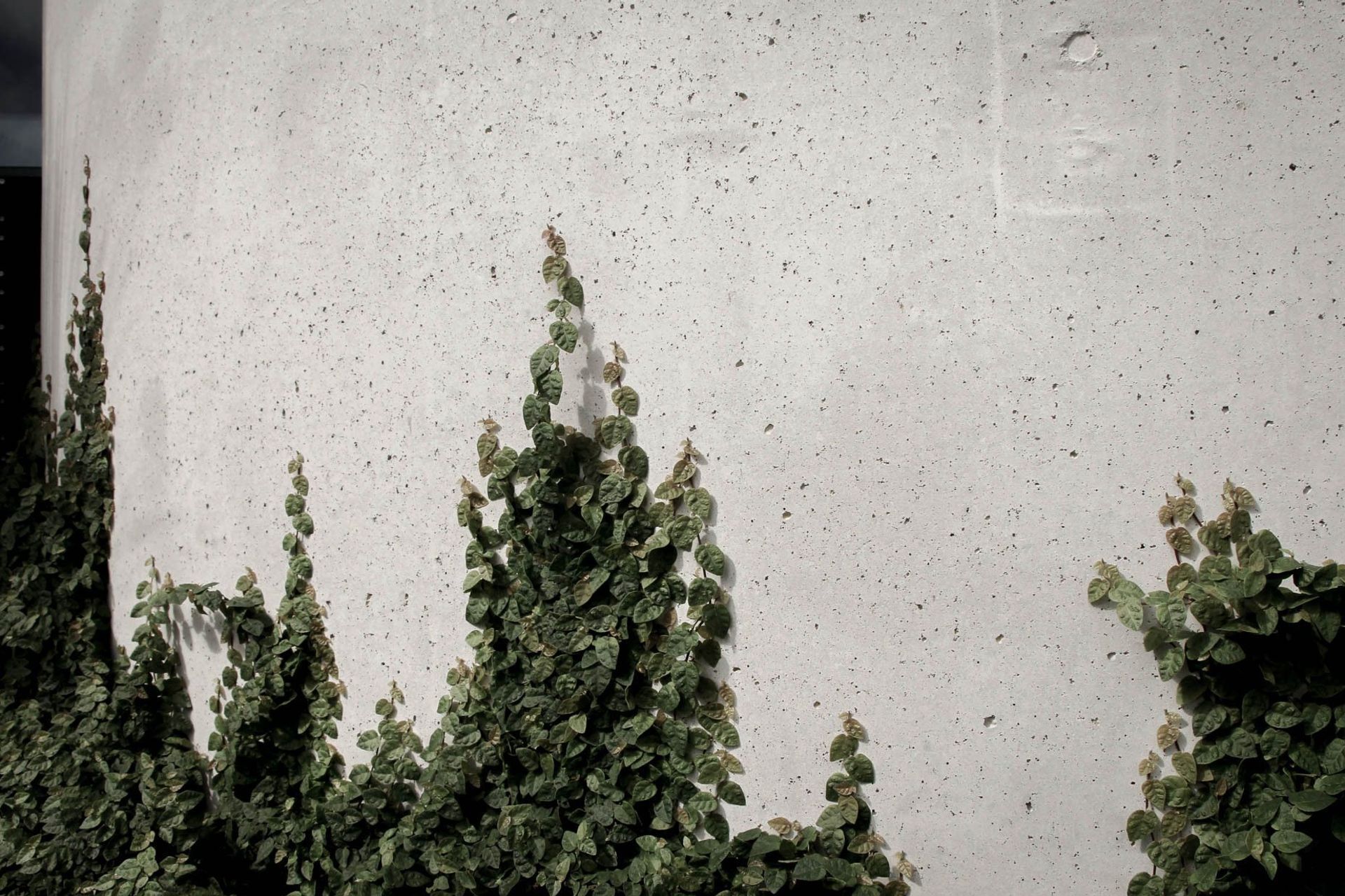 The Dual House - Garden. Native planting climbing an off-form concrete wall.