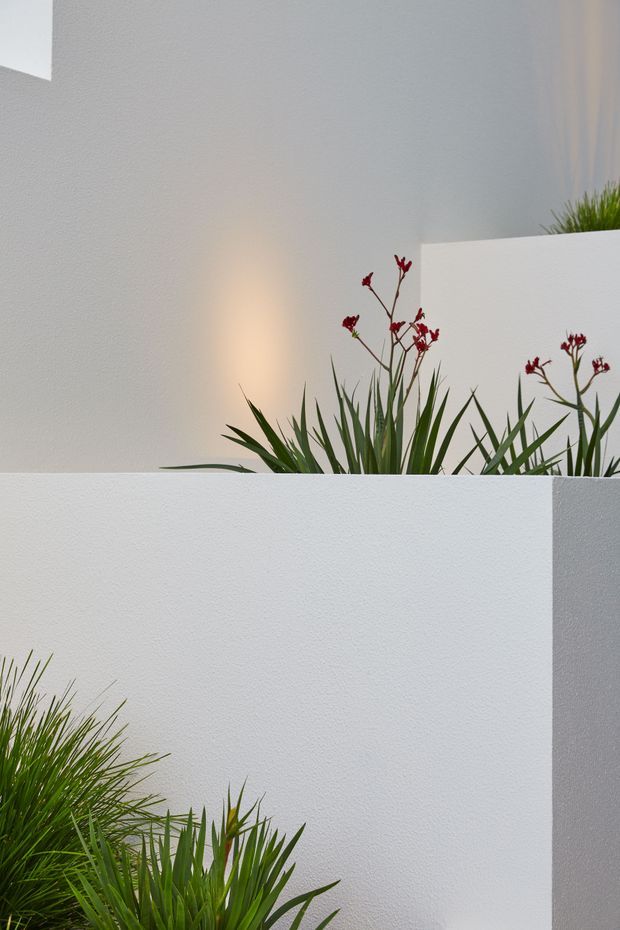 Minimalist architectural courtyard detail with layered white rendered walls, clean geometric parapets, and ornamental grasses and spiky planting emerging from concealed planters. Soft warm wall lighting creates subtle contrast against the cool white surfaces.