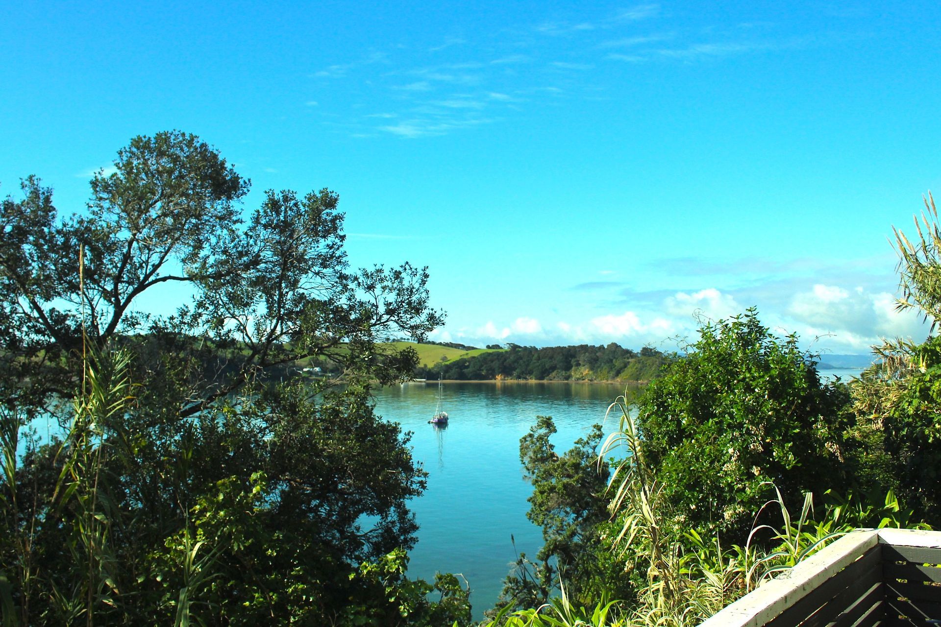 Pohutukawa, Omiha, Waiheke Island
