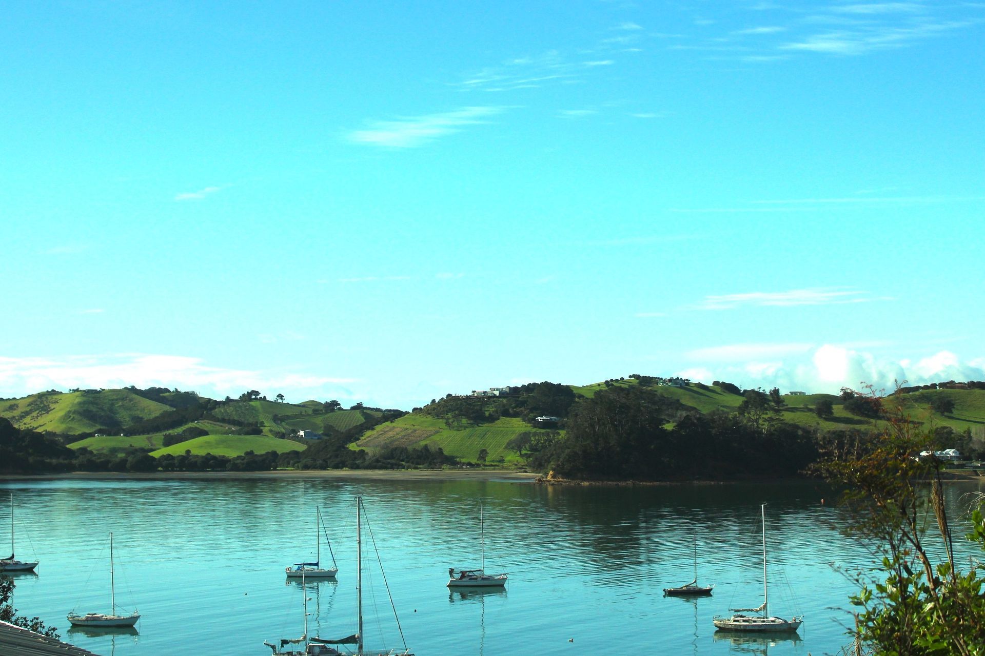 Pohutukawa, Omiha, Waiheke Island