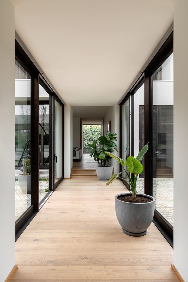 A bright, minimalist glazed passageway or internal gallery with full-height dark timber-framed windows on both sides, pale oak plank flooring, white plaster walls and ceiling, and large potted tropical plants. The corridor connects to a living area and stepped courtyard-like spaces beyond, creating strong indoor-outdoor visual connections.