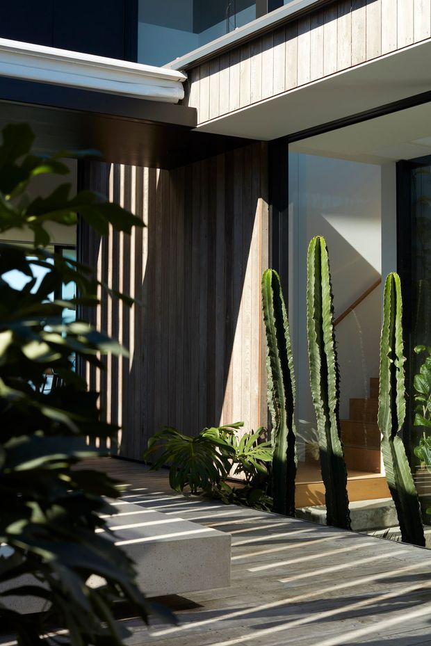 Sunlit view of a contemporary residential entry courtyard or terrace, featuring dark timber vertical cladding, pale concrete paving and steps, large black-framed glazing, and tall sculptural cacti and tropical planting. Strong diagonal shadows create a high-contrast architectural composition, with an interior stair visible through the glass.