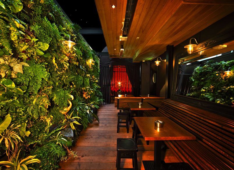 Red Hummingbird, Auckland