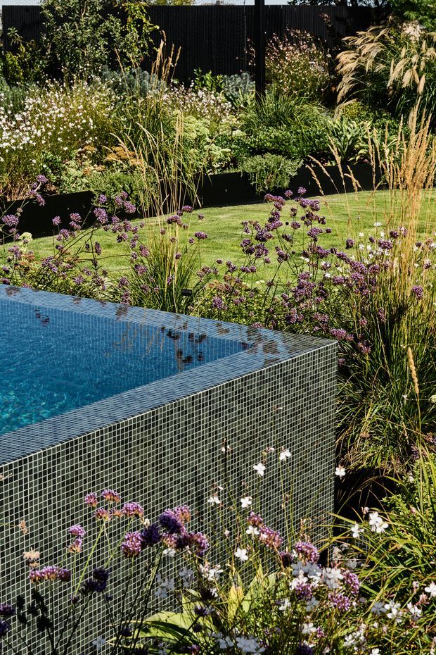 A landscaped garden featuring a rectangular swimming pool clad in small dark green-grey mosaic tiles. The pool edge and side wall occupy the foreground, surrounded by ornamental grasses, purple and white flowering plants, clipped lawn, raised black garden beds, and a dark vertical paling fence. The image has a lush, naturalistic contemporary garden character with strong texture and layered planting.