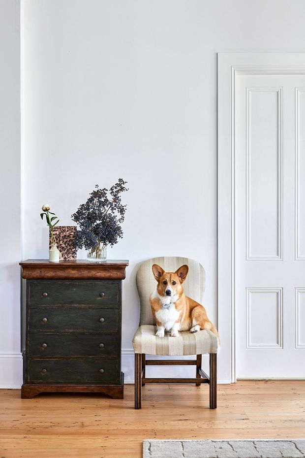A bright, refined interior vignette with a vintage dark-painted timber chest of drawers, a striped upholstered accent chair occupied by a dog, a small floral arrangement and artwork, white paneled walls and door, and wide-plank timber flooring. The composition feels traditional with a restrained, lived-in styling.