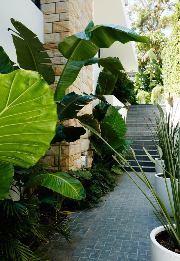 A lush landscaped external walkway beside a contemporary building. Large tropical foliage borders a narrow dark grey brick-paved path leading up grey tiled steps, with a warm stacked-stone wall, white rendered walls, and large white cylindrical planters. The scene is bright, leafy, and densely planted.