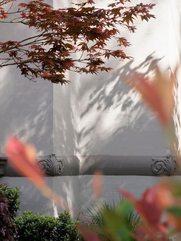 A landscaped courtyard or garden corner with a white rendered wall, a dark horizontal architectural band with decorative scroll details, and Japanese maple branches casting soft shadows across the facade. Foreground planting is intentionally blurred, creating a serene, layered garden composition.
