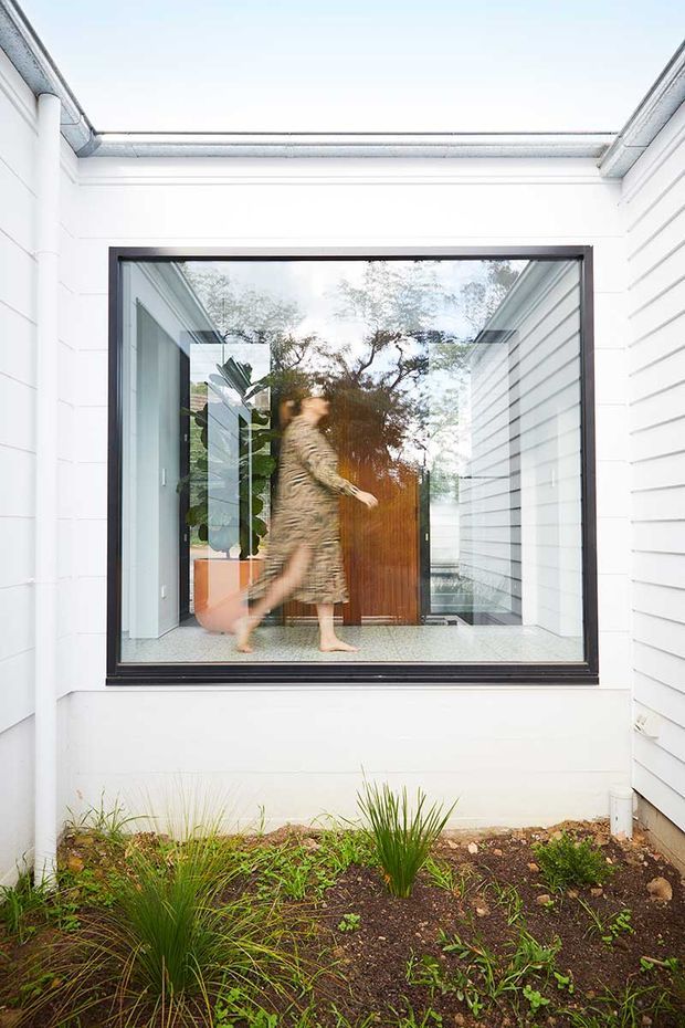A bright architectural view from a small planted courtyard toward a large black-framed window and glazed entry. The exterior is clad in white horizontal weatherboards, with a white wall and dark window surround. Through the glazing, a person walks past a warm timber front door and indoor planting. Low native-style grasses and groundcover occupy the foreground.