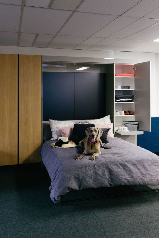 A compact bedroom with a low platform bed, lavender-grey bedding, layered pillows, and a dog sitting on the bed. The room features full-height timber wardrobe panels, a dark navy built-in bedhead or wall panel, and open white shelving with concealed storage. Blue drawers are visible at right, and the room has dark carpet and a suspended acoustic tile ceiling.