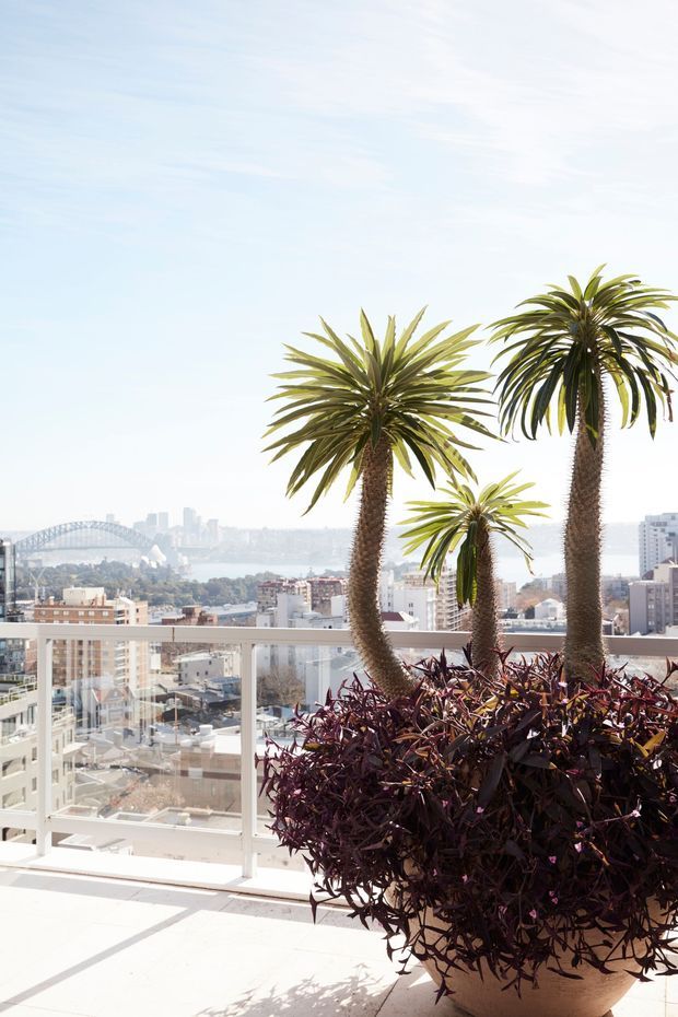 Bright rooftop or high-rise balcony terrace with a glass balustrade, large potted tropical plants, and expansive views over a dense urban waterfront. A prominent bridge and harbour are visible in the distant background. The space is sunlit and airy, with pale tiled or concrete paving and a modern glazed edge.